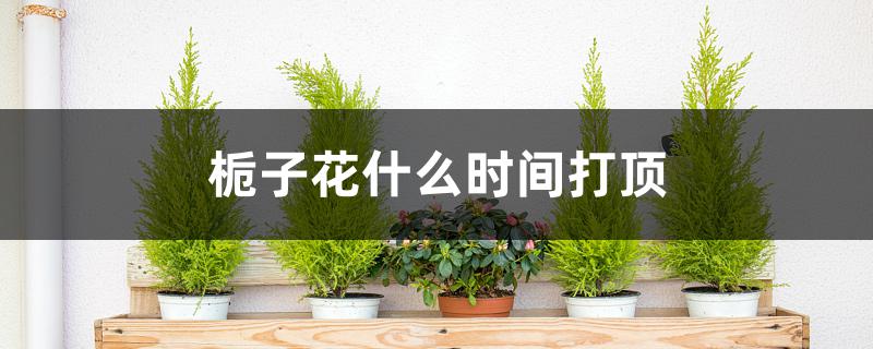 栀子花什么时间打顶