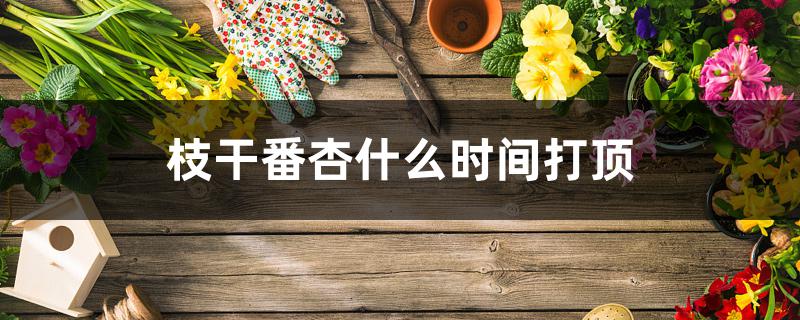 枝干番杏什么时间打顶