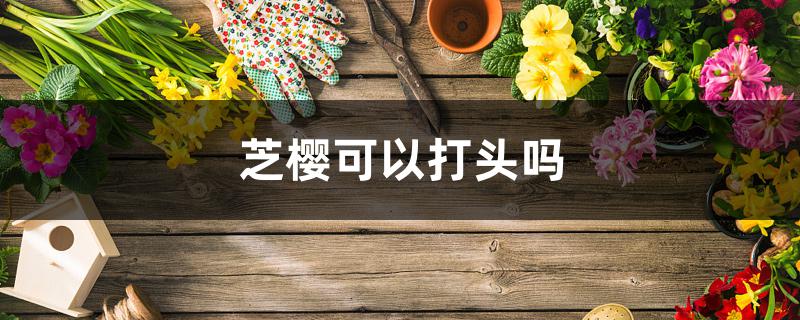 芝樱可以打头吗 芝樱可以打头吗