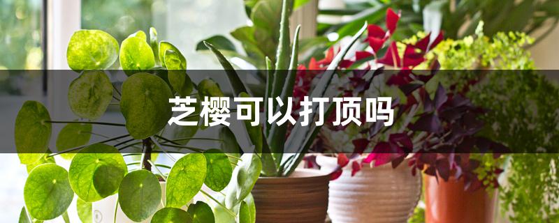 芝樱可以打顶吗