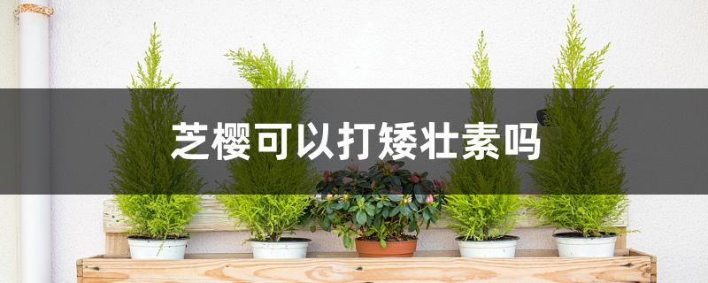 芝樱可以打矮壮素吗