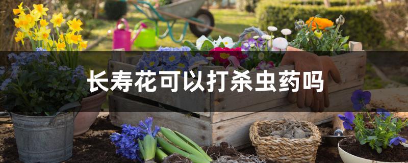 长寿花可以打杀虫药吗