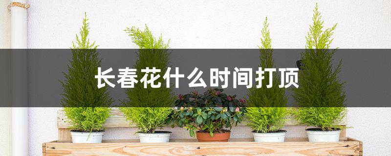 长春花什么时间打顶