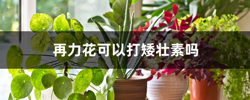 再力花可以打矮壮素吗