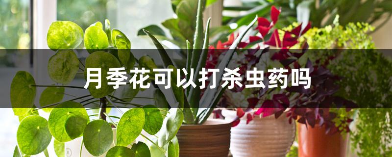 月季花可以打杀虫药吗 月季花可以打杀虫药吗