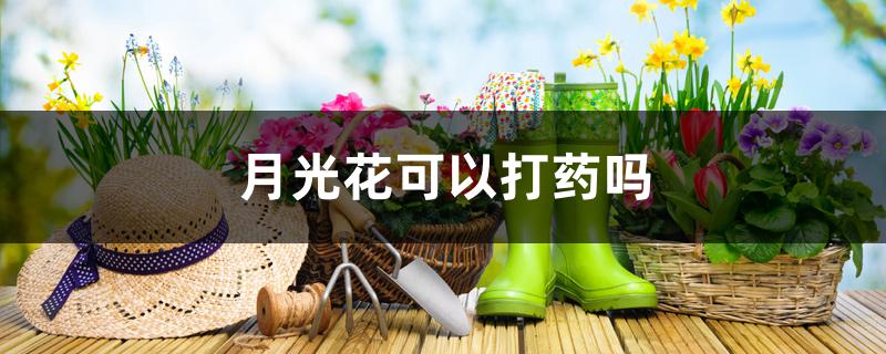月光花可以打药吗 月光花可以打药吗