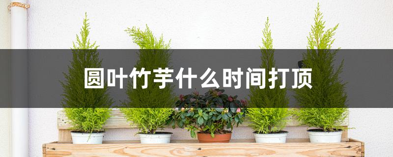 圆叶竹芋什么时间打顶