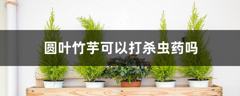 圆叶竹芋可以打杀虫药吗