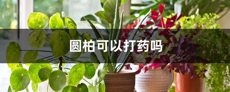 圆柏可以打药吗