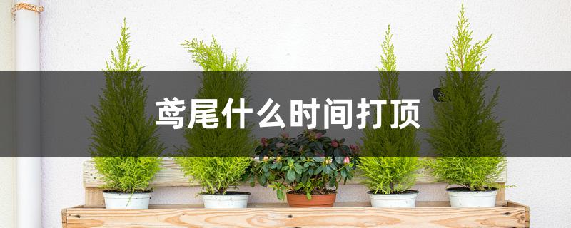 鸢尾什么时间打顶