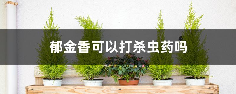 郁金香可以打杀虫药吗