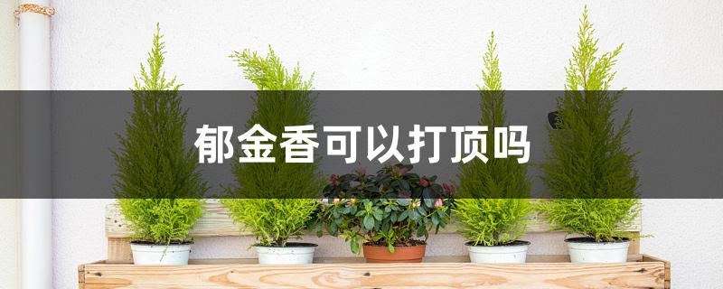 郁金香可以打顶吗