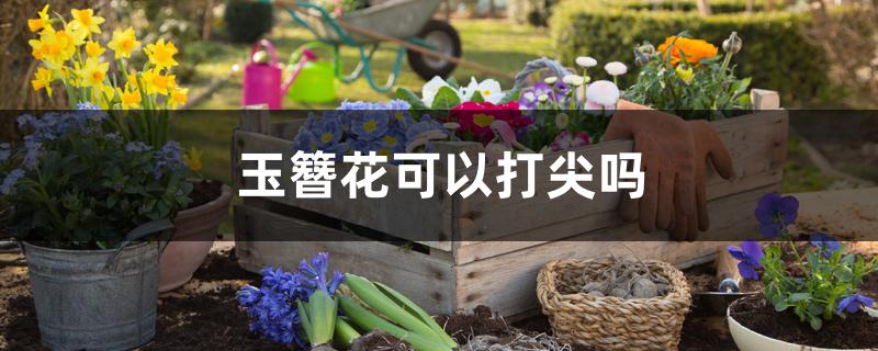 玉簪花可以打尖吗