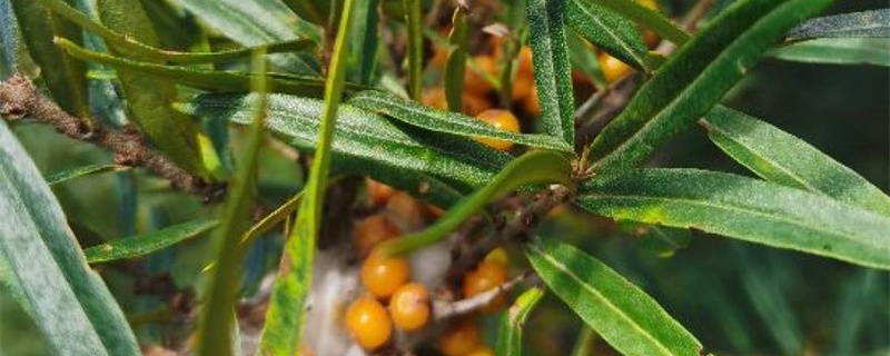 沙棘是一种什么植物?