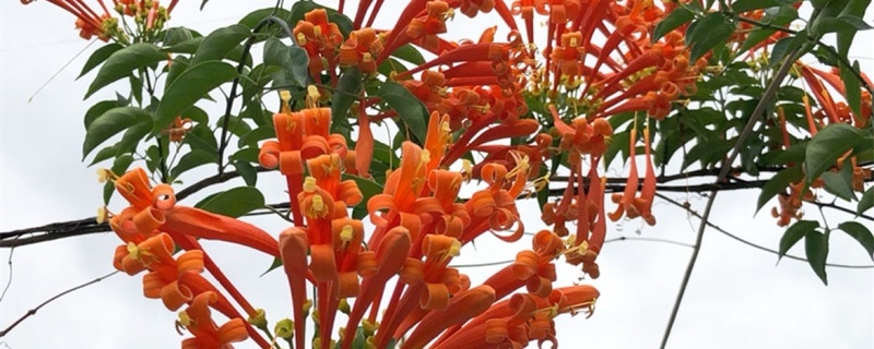 炮仗花怎么栽