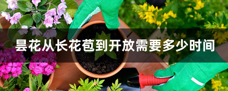 昙花从长花苞到开放需要多少时间 昙花从长花苞到开放需要多少时间