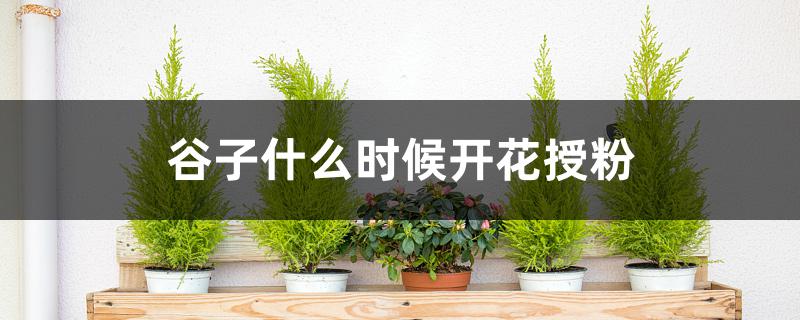 谷子什么时候开花授粉