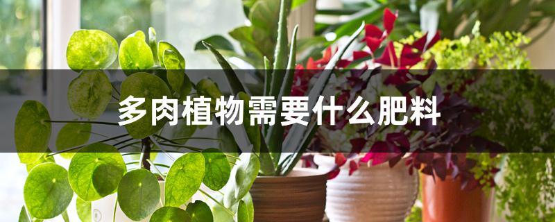 多肉植物需要什么肥料