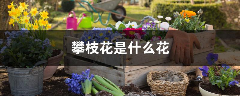 攀枝花是什么花