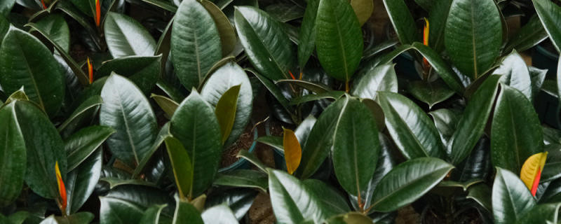 橡皮树叶子卷曲的原因 橡皮树叶子卷曲的原因