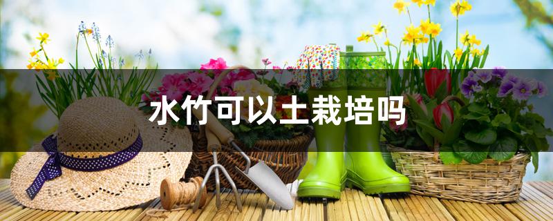 水竹可以土栽培吗