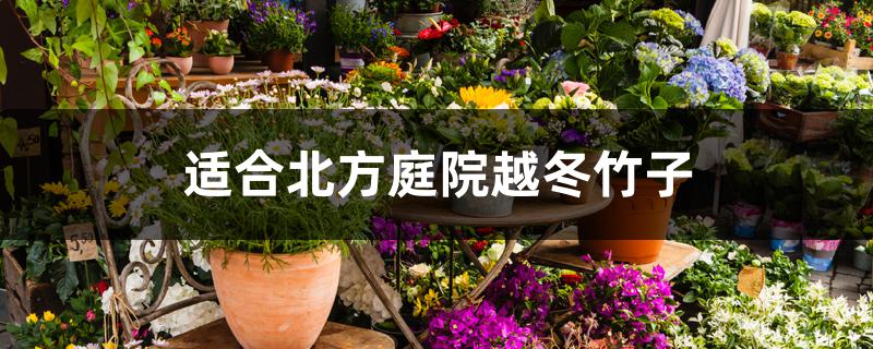 适合北方庭院越冬竹子 适合北方庭院越冬竹子