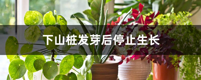 下山桩发芽后停止生长 下山桩发芽后停止生长