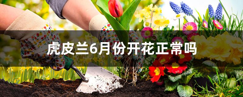 虎皮兰6月份开花正常吗