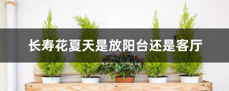 长寿花夏天是放阳台还是客厅