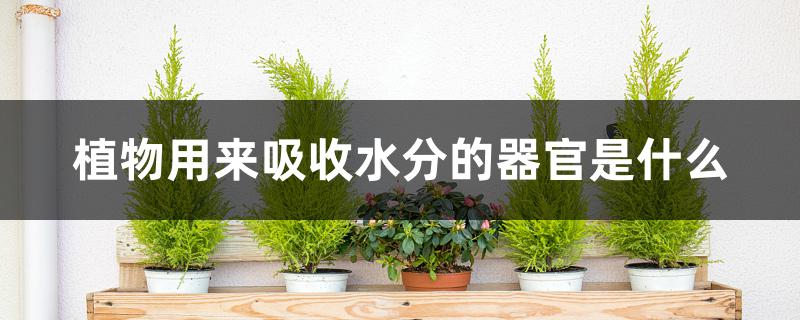 植物用来吸收水分的器官是什么