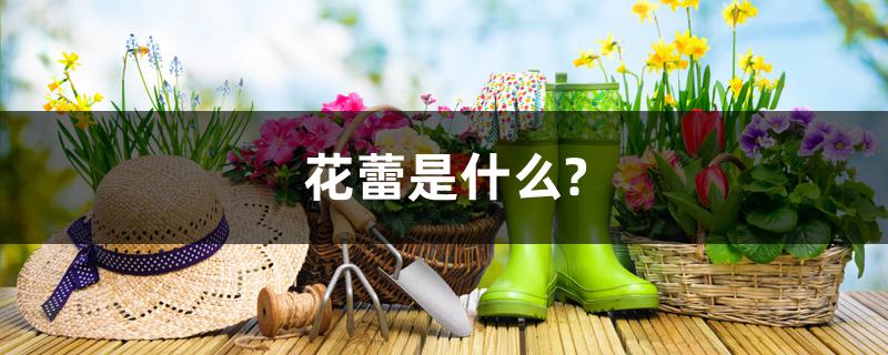 花蕾是什么? 花蕾是什么?