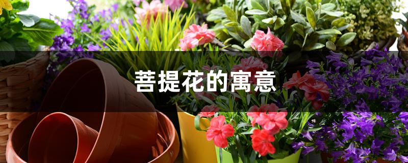 菩提花的寓意