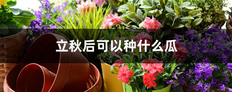 立秋后可以种什么瓜 立秋后可以种什么瓜