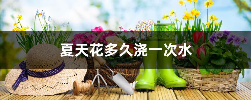 夏天花多久浇一次水 夏天花多久浇一次水