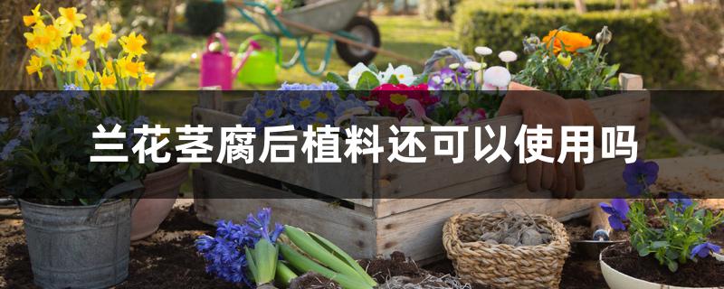 兰花茎腐后植料还可以使用吗