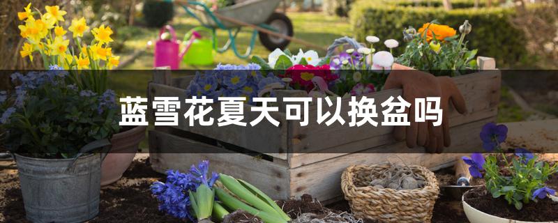 蓝雪花夏天可以换盆吗