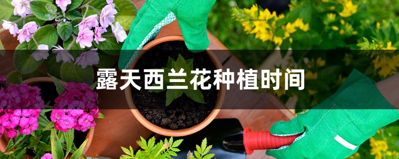 露天西兰花种植时间