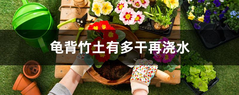 龟背竹土有多干再浇水 龟背竹土有多干再浇水