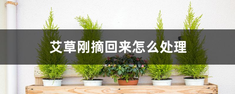 艾草刚摘回来怎么处理