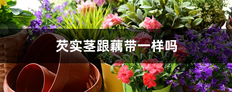 芡实茎跟藕带一样吗