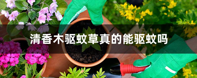 清香木驱蚊草真的能驱蚊吗