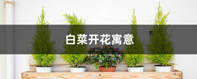 白菜开花寓意