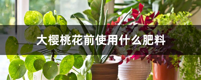 大樱桃花前使用什么肥料