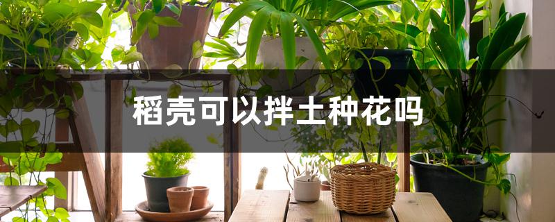 稻壳可以拌土种花吗