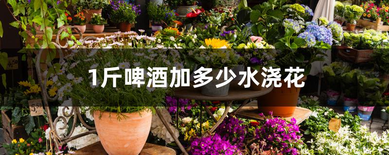 1斤啤酒加多少水浇花 1斤啤酒加多少水浇花