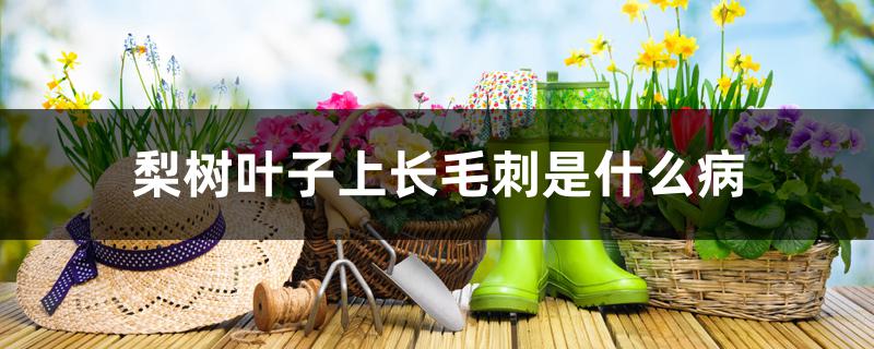 梨树叶子上长毛刺是什么病 梨树叶子上长毛刺是什么病
