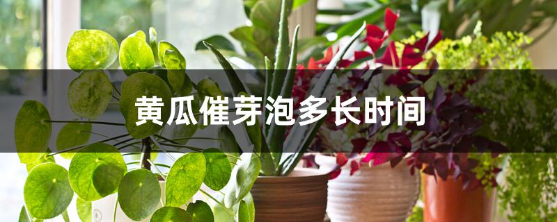 黄瓜催芽泡多长时间