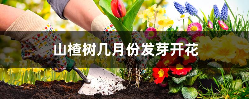 山楂树几月份发芽开花