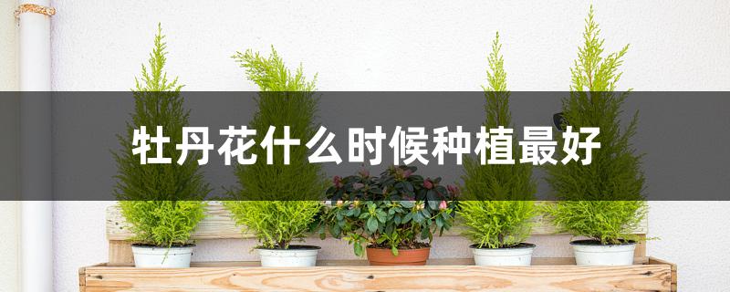 牡丹花什么时候种植最好