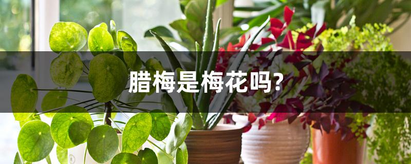 腊梅是梅花吗?